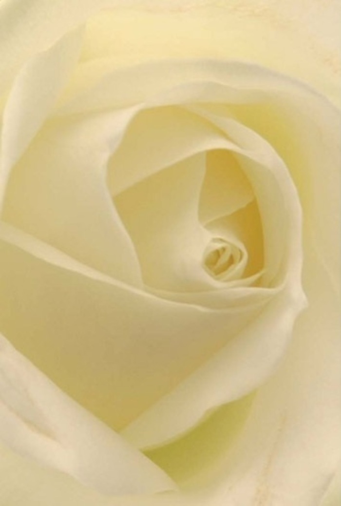 Gaze upon this classic white rose, captured as though nestled against the windowlight in a Walthamstow florist's workshop, and discover a scene of understated sophistication. The petals, layered in smoothly blending shades of ivory and soft cream, possess a tender luminosity suggestive of light streaming through leaves in Lloyd Park. The heart of the rose is meticulously spiraled, hinting at purity and gentle resilience-evoking gestures of apology, romance, or friendship along the peaceful avenues of Walthamstow Village. Each petal's smooth edge conveys tranquility, while subtle shadows enrich the flower's natural form, elevating its beauty beyond mere decoration. The scent promises a fresh, clean note, perfectly in tune with the calm, welcoming spirit of local gatherings and celebrations. Such craftsmanship speaks to the expert knowledge of Walthamstow's florists, infusing meaning into every bouquet delivered to nearby homes and businesses.